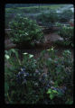 Blueberry harvest of potential new varieties.