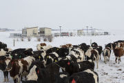 The first non-laboratory system in the world to transform wind energy to ammonia fertilize. University of Minnesota, West Central Research and Outreach Center, Morris.