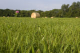 Grass in round bales, purple clover, July, Stearns County.