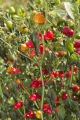Evaluating pepper varieties for use in food safety and nutrition.