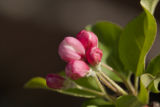 Crab apple blooming on April 4, 2012, a very early spring.