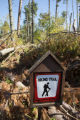 Blow down of old red and white pines on the Chippewa National Forest, Minnesota, in July, 2012.
