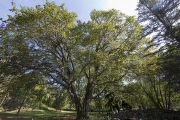 The original 'St. Croix' elm tree near Afton, Minnesota. Resistant to Dutch elm disease.