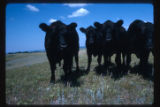 Black angus herd at Frenchman's Bluff on prairie range