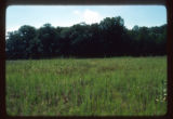 Mickelson Farm old field