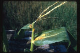 Roadside near Belle Fourche, part of male inflorescence with shed pollen on leaf