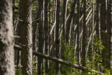 Blow down of old red and white pines on the Chippewa National Forest, Minnesota, in July, 2012.