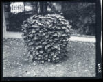 Bird bath in front yard at W.C. Edgar's place