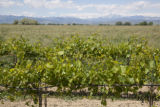Colorado vineyard growing University of MInnesota grape varieties.