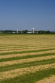 Mid-July scene of dairy farm in Stearns County, Minnesota.