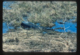 Sabine Wildlife Refuge South of Lake Charles