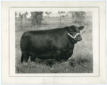 Prize cow Blackcap Bessie at Hartley Stock Farm