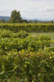 Lincoln Peak Vineyard and Winery, New Haven, Vermont.