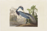 Plate 217 (Plate CCXVII), Louisiana Heron