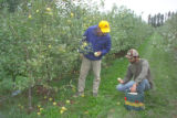 Apple breeding at the University of Minnesota.