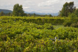 Lincoln Peak Vineyard and Winery, New Haven, Vermont.