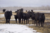 Bovine TB research and control in northern Minnesota, to prevent spread of disease between livestock (primarily cows) and wild deer.