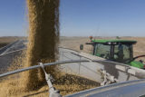 Harvesting soybeans on the Craven farm in Jackson County, Minnesota.
