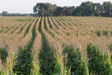 Corn tassels at the University of Minnesota, West Central Research and Outreach Center, Morris, Minnesota.