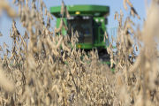 Harvesting soybeans on the Craven farm in Jackson County, Minnesota.