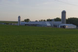 Dairy farm alfalfa field, July, Stearns County, Minnesota.