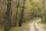 Mixed hardwoods in early spring along Forest Service road, Chippewa National Forest, Minnesota.