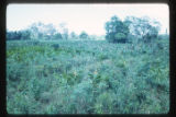 Marshes adjacent to the La Venta archaeological zone in Northwest Tabasco state, Mexico. Note Cyperus giganteus similar to Cyperus Papyrus