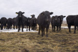 Bovine TB research and control in northern Minnesota, to prevent spread of disease between livestock (primarily cows) and wild deer.