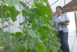 Shengrui Yao, horticulture researcher, with strawberry plants at the University of Minnesota, North Central Research and Outreach Center, Grand Rapids, Minnesota.