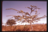 Plant and man slides Lectures 28-30. Calabash tree (Crescentia) in western Mexico.