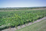 Milroy Vineyard near Redwood Falls, Minnesota.