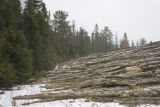 Aspen and other species logged during the winter and piled at landing ready for transport to mill in International Falls.