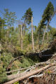 Blow down of old red and white pines on the Chippewa National Forest, Minnesota, in July, 2012.
