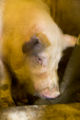 Teaser boar used in the University of Minnesota's swine breeding program.