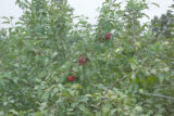 Apple breeding at the University of Minnesota.