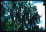 Spanish moss (Tillandsia)