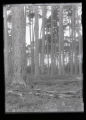 Norway Pine woods on Norway Beach