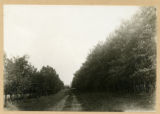 Driveway leading to farm home, mixture of soft maple willow green ash, and boxelder