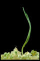 Corn from tissue culture. University of Minnesota scientists were first in the world to regenerate corn from tissue culture, in 1975. Principal Investigator: Ronald L. Phillips