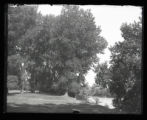 Cottonwoods and Minnesota River