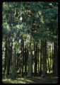 Norway spruce.
