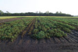 Resistance to late blight in potatoes.