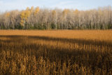 Ripe soybean field next to Rosemount Research and Outreach Center, University of Minnesota.