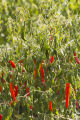 Evaluating pepper varieties for use in food safety and nutrition.