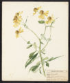 Helenium autumnale, L.