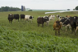 Normande dairy cows eating Sudan grass on farm near Jordan, Minnesota, the Riesgraf family.
