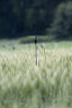 St. Paul Campus wheat scab disease (fusarium head blight) test plots with misting system, late June, 2010.