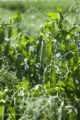 Sweet, green pea research by Vince Fritz, Department of Horticultural Science.