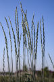Perennial wheat grass.