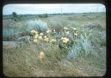 Opuntia Fragilis